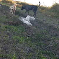 واگذاری سگ افغان|سگ|کرمانشاه, |دیوار