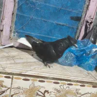 کفتر زاغ دم سفید|پرنده|ایرانشهر, |دیوار