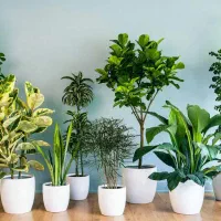 خدمات باغبانی گلکاری متخصص خاک گلدون وخاک باغچه