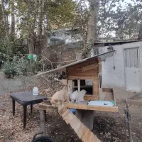 نژاد پامر جیبی و پامر معمولی|سگ|کرج, اسلامآباد|دیوار