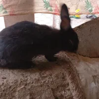 خرگوش