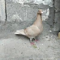 ماده یاهو زرد پلاکی|پرنده|اهواز, دانشگاه چمران|دیوار