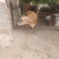 گاو جرسی با گوساله نر 18 کیلو شیر