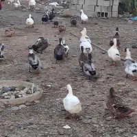 اردک نر فروشی|حیوانات مزرعه|لنگرود, |دیوار