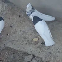 کبوتر طوقی ماده