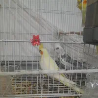 عروس هلندی