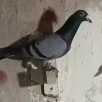 کبوتر سبز آلمانی ذات دار|پرنده|آشخانه, |دیوار