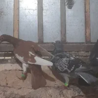 کفترشهرستان...کاشمر|پرنده|کاشمر, |دیوار