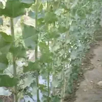 فروش نهال صنوبر نیگرا|خدمات باغبانی و درختکاری|زاینده رود, |دیوار