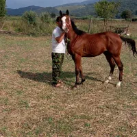 نریان دو خون کورسی
