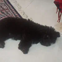 سگ پودل مشکی|سگ|کرج, مصباح|دیوار