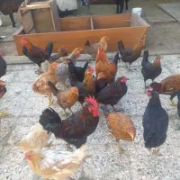 حیوانات مزرعه|حیوانات مزرعه|بندر ماهشهر, |دیوار