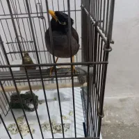 مرغ مینا سخنگو