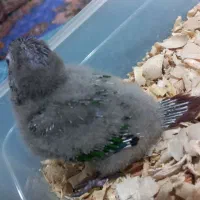 گرینچیک سرلاکی|پرنده|تبریز, |دیوار