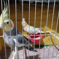 عروس هلندی جفت سخنگو