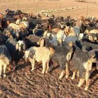 فروش چند راس بز|حیوانات مزرعه|آبدانان, |دیوار