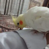 عروس هلندی نر