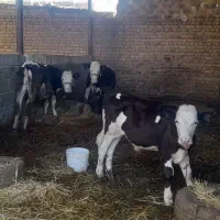 گاو  و گوساله