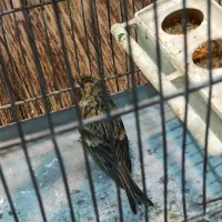 چند گلبسر نر حلقه پا درشت و کشیده بخون دهن سهره|پرنده|الیگودرز, |دیوار