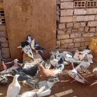 ۳۰ عدد رنگی قیمت مناسب|پرنده|بشاریات, |دیوار