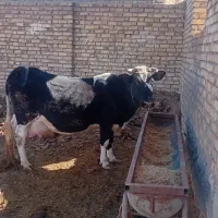 گاوآبستن سنگین