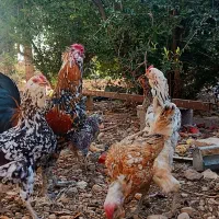 مرغ خروس جوجه  گلین