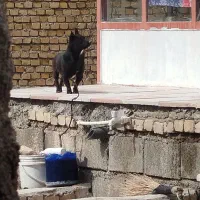 سگ پاکوتاه