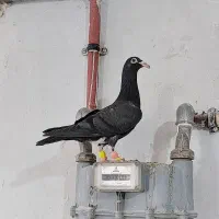 کبوتر کفتر جوجه المانی