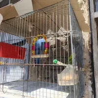 مرغ عشق