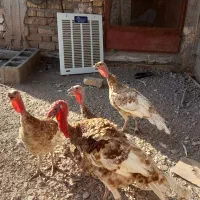 بوقلمون بربون ۸ ماهه