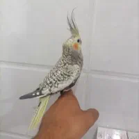 عروس هلندی جفتی و جوجه