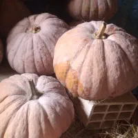 کدوشیرین حلوایی