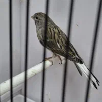 ماده آماده  اماده