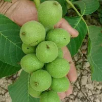 نهال سماغ انار پسته بادام گردودیرگل آرش
