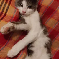 گربه 5 ماهه واکسن خورده