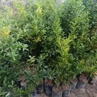 نهال لیمو محلی و چهار فصل