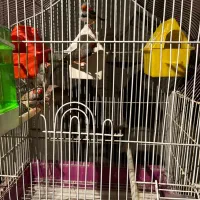 سه جفت فنچ مولد با قفس