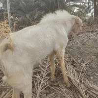 نری فروشی|حیوانات مزرعه|اسماعیلی, |دیوار