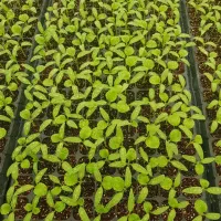 دسته کار گر زن دارم برای کارکشاورزی 10نفر|خدمات باغبانی و درختکاری|دزفول, |دیوار