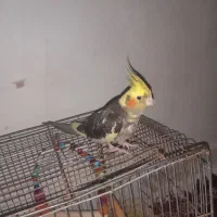 عروس هلندی نر