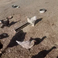 مرغوخروسلاریوبرهما|حیوانات مزرعه|لیلان, |دیوار