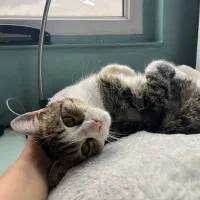 گربه|گربه|تهران, تهرانسر مرکزی|دیوار