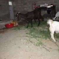 بز نروماده|حیوانات مزرعه|ایرانشهر, |دیوار