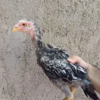 خروس لاری جوجه