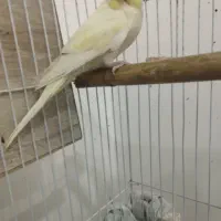 مرغ عشق