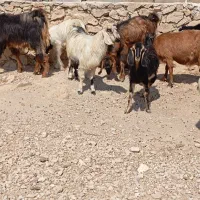 فروش بز|حیوانات مزرعه|کازرون, |دیوار