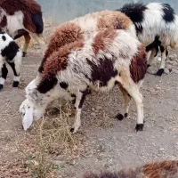 یه میش و بره و دوتا شیشک پلنگی|حیوانات مزرعه|بروجرد, |دیوار