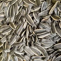 تخمه افتابگردان|عمده‌فروشی|موچش, |دیوار