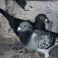 کفتر جفت اهوازی