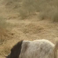 کهره نر سبک‌